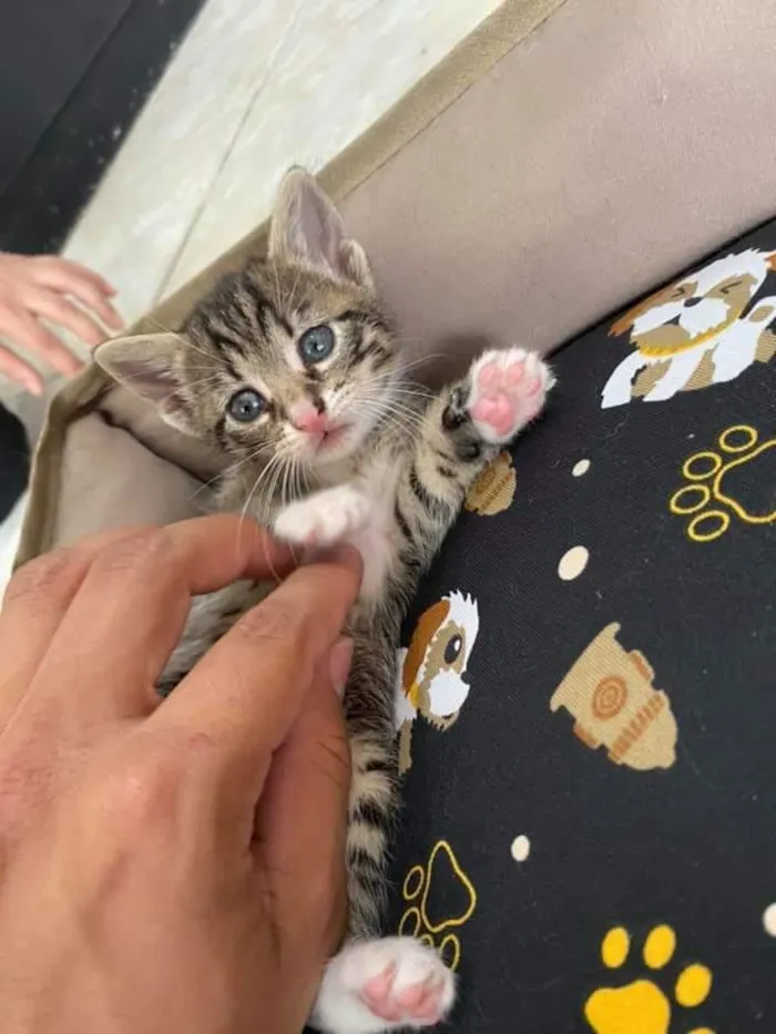 Gato ra a sem raça definida idade Abaixo de 2 meses nome Sem nome