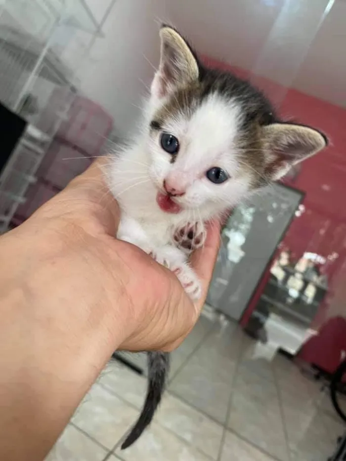 Gato ra a sem raça definida idade Abaixo de 2 meses nome Sem nome