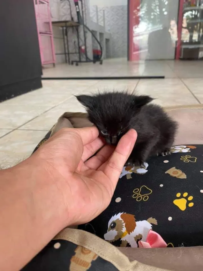 Gato ra a sem raça definida idade Abaixo de 2 meses nome Sem nome