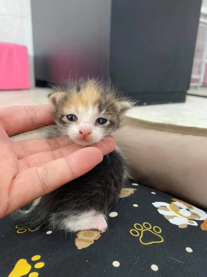 Gato ra a sem raça definida idade Abaixo de 2 meses nome Sem nome