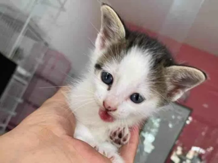 Gato ra a sem raça definida idade Abaixo de 2 meses nome Sem nome