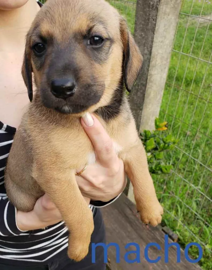 Cachorro raça Vira lata idade Abaixo de 2 meses nome Sem nome
