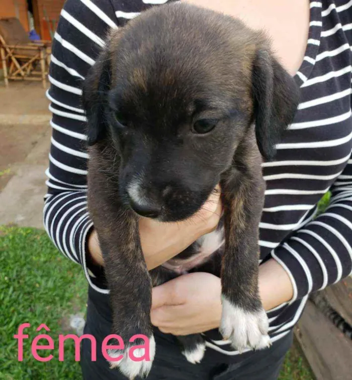 Cachorro raça Vira lata idade Abaixo de 2 meses nome Sem nome
