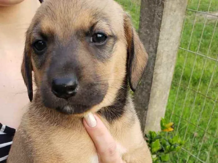 Cachorro raça Vira lata idade Abaixo de 2 meses nome Sem nome
