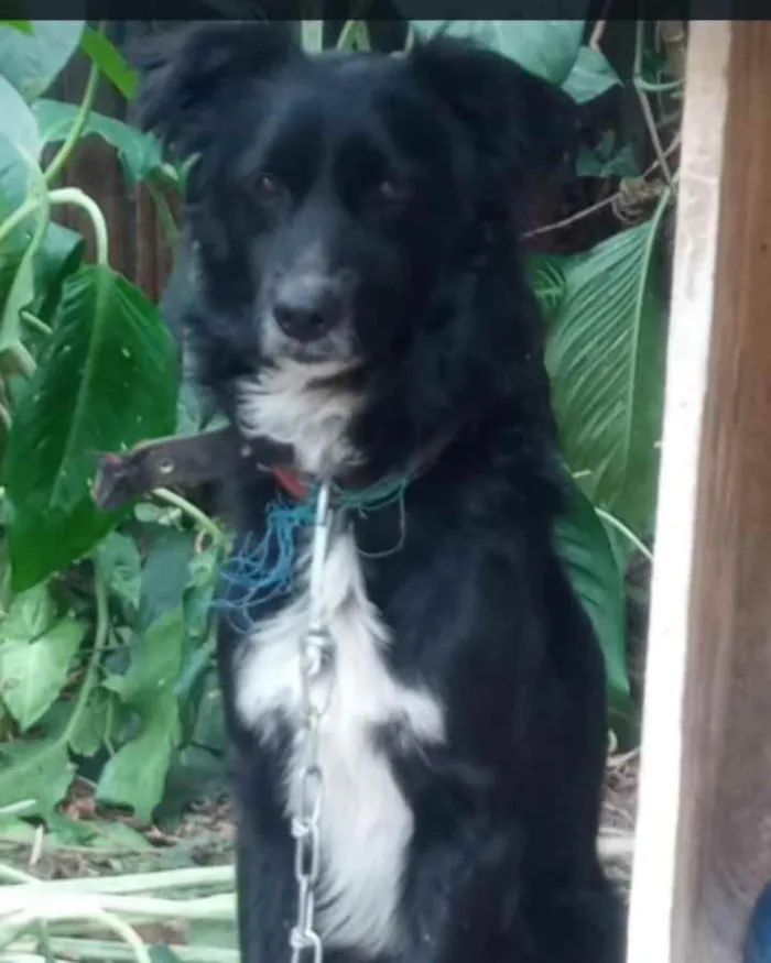 Cachorro ra a SRD idade 1 ano nome Pretinho