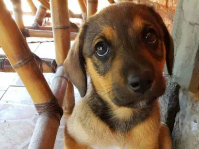 Cachorro raça Vira lata idade Abaixo de 2 meses nome Sem nome