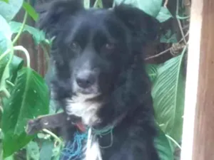 Cachorro raça SRD idade 1 ano nome Pretinho
