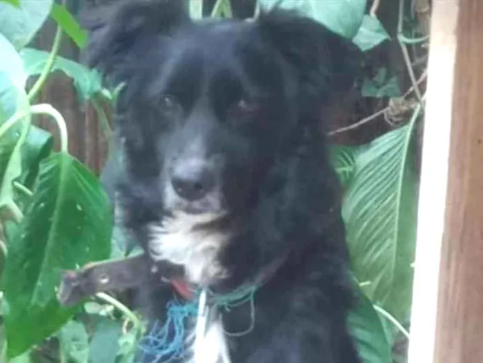 Cachorro ra a SRD idade 1 ano nome Pretinho