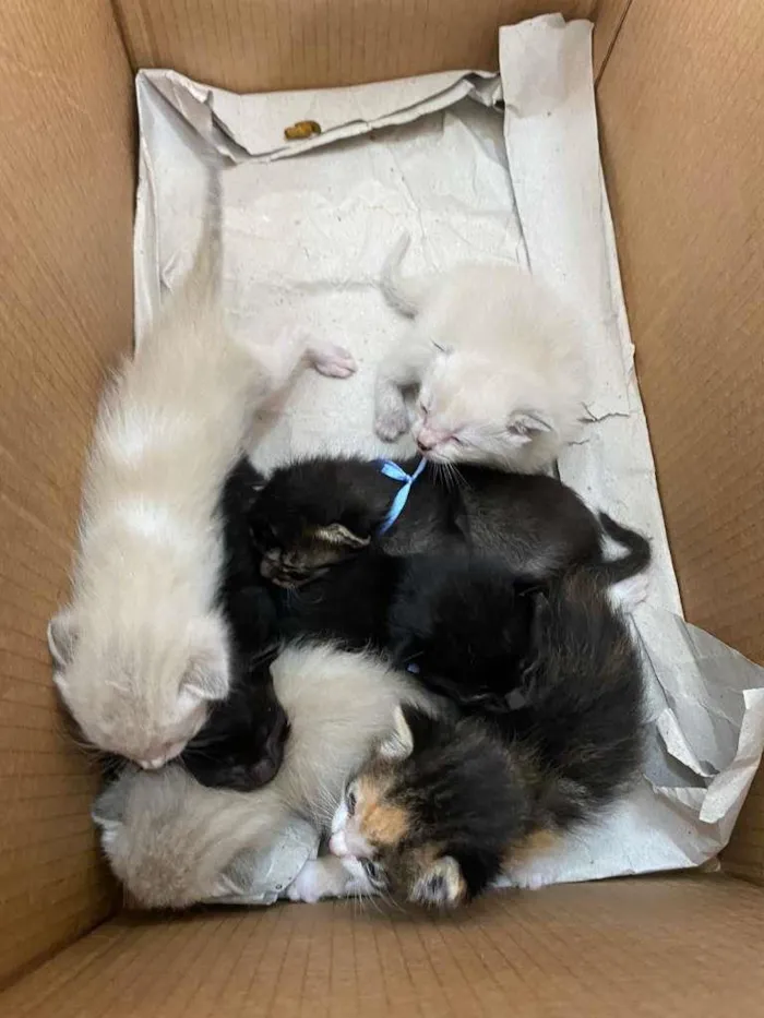 Gato raça SRD idade Abaixo de 2 meses nome Sem nome