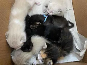 Gato raça SRD idade Abaixo de 2 meses nome Sem nome