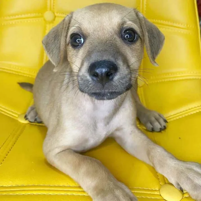 Cachorro ra a SRD idade 2 a 6 meses nome Lila