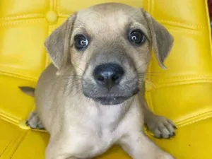 Cachorro raça SRD idade 2 a 6 meses nome Lila