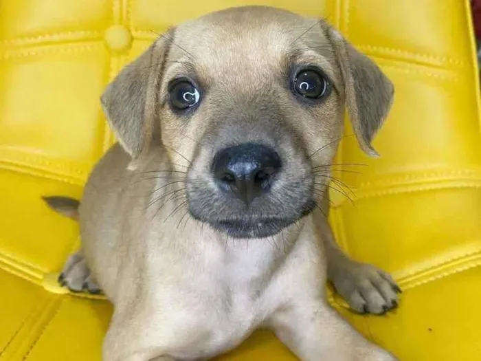 Cachorro ra a SRD idade 2 a 6 meses nome Lila