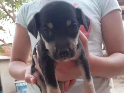Cachorro raça Não sei foi encontrando na rua idade 2 a 6 meses nome Sem nome