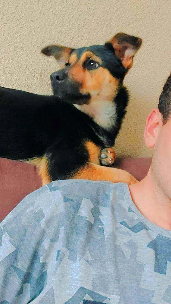 Cachorro ra a Sem raça definida ( srd ) idade 1 ano nome Kiara