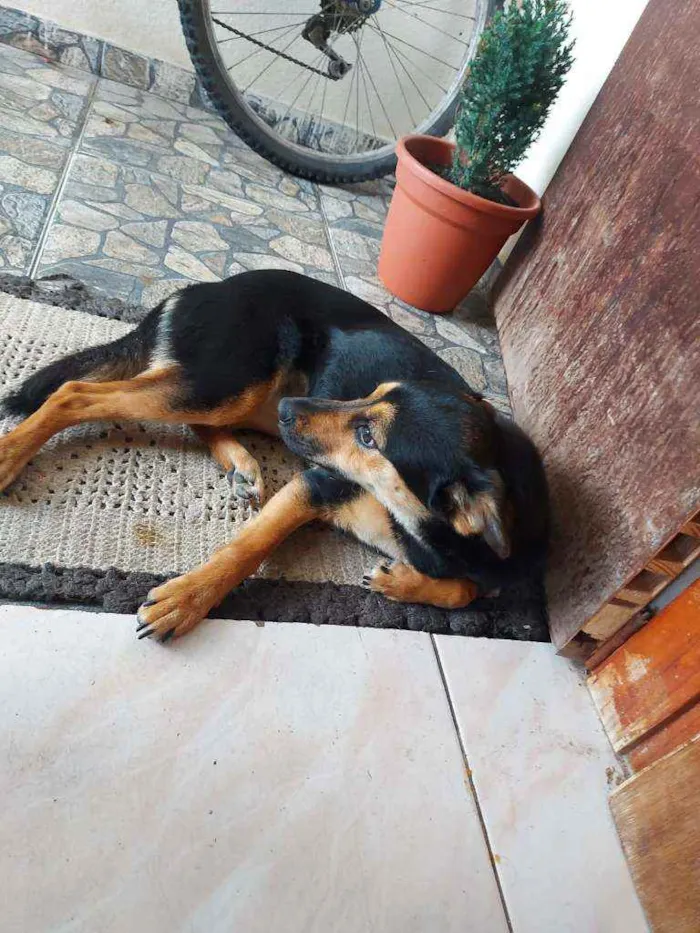 Cachorro ra a Sem raça definida ( srd ) idade 1 ano nome Kiara