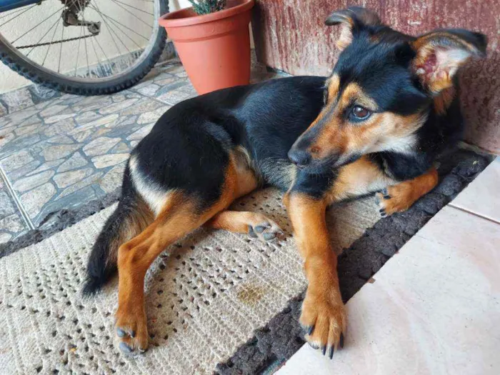 Cachorro ra a Sem raça definida ( srd ) idade 1 ano nome Kiara