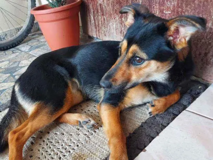 Cachorro ra a Sem raça definida ( srd ) idade 1 ano nome Kiara