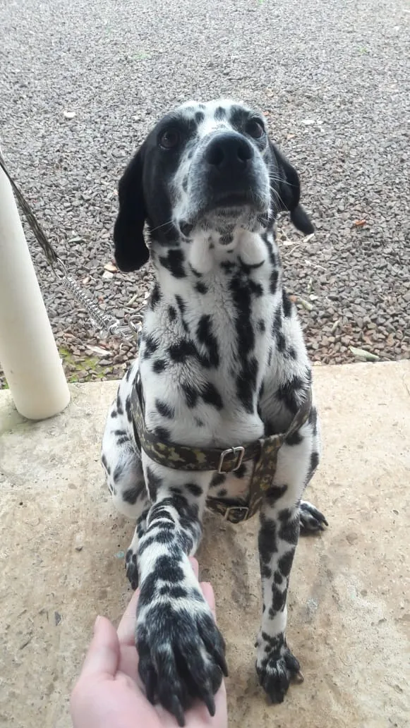 Cachorro raça Dálmata e dálmata com vila lat idade 4 anos nome Tóbi e pandora