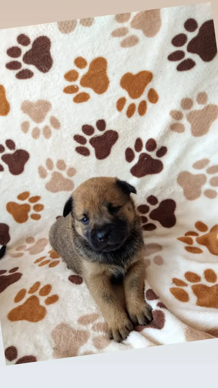 Cachorro raça Chow Chow idade Abaixo de 2 meses nome Sem nome