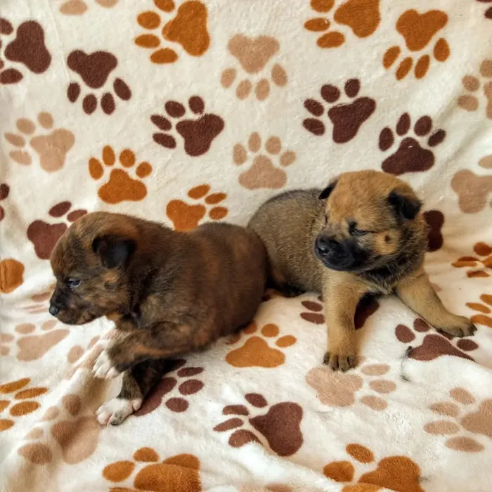 Cachorro raça Chow Chow idade Abaixo de 2 meses nome Sem nome