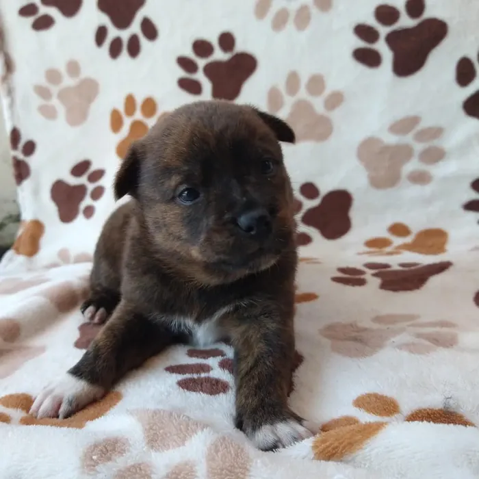 Cachorro raça Chow Chow idade Abaixo de 2 meses nome Sem nome