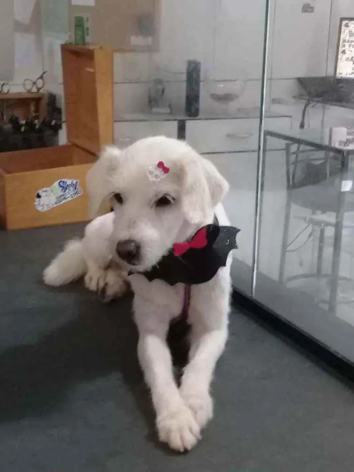 Cachorro ra a Vira-lata idade 1 ano nome Não tem nome