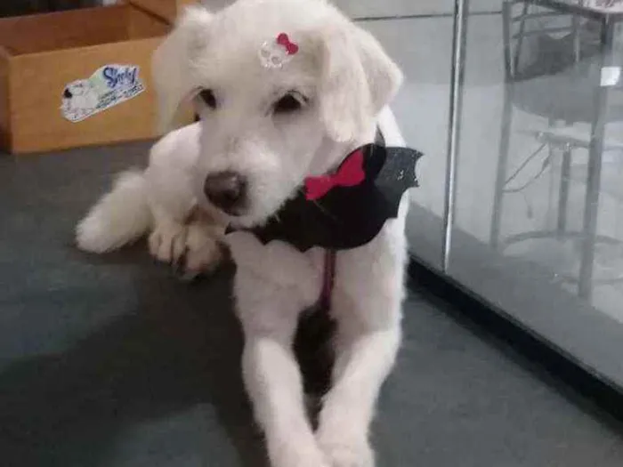 Cachorro ra a Vira-lata idade 1 ano nome Não tem nome