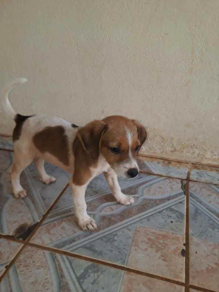Cachorro raça  idade 2 a 6 meses nome Não têm nome