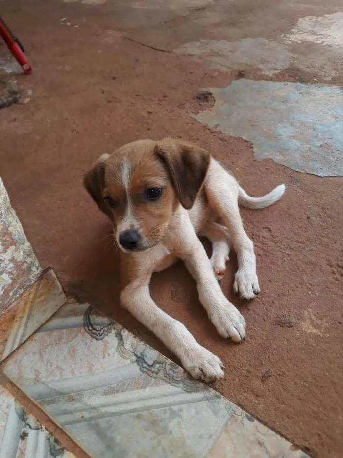 Cachorro raça  idade 2 a 6 meses nome Não têm nome