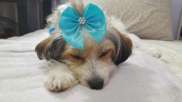 Cachorro ra a Srd idade 2 anos nome Polly