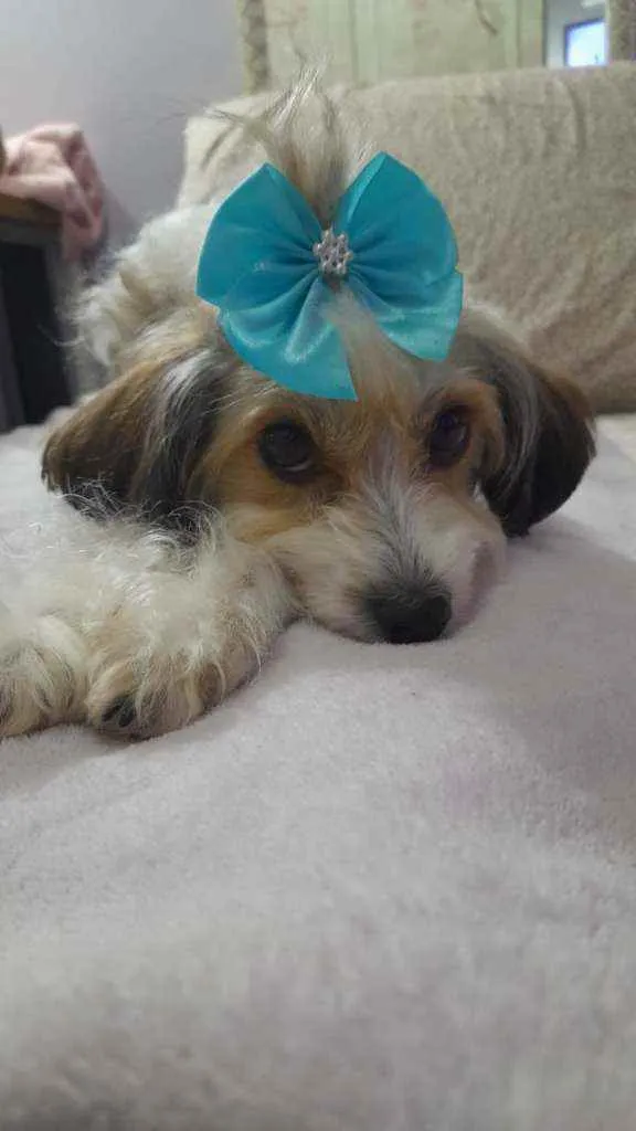 Cachorro ra a Srd idade 2 anos nome Polly