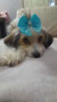 Polly