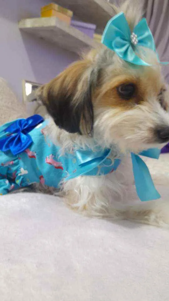 Cachorro ra a Srd idade 2 anos nome Polly