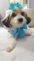 Polly