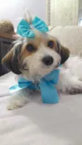 Polly