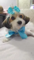 Polly