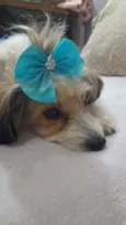 Polly