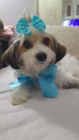 Polly
