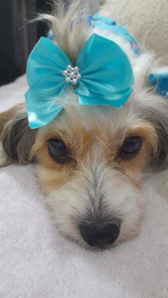 Cachorro ra a Srd idade 2 anos nome Polly