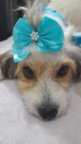 Polly