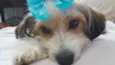 Polly