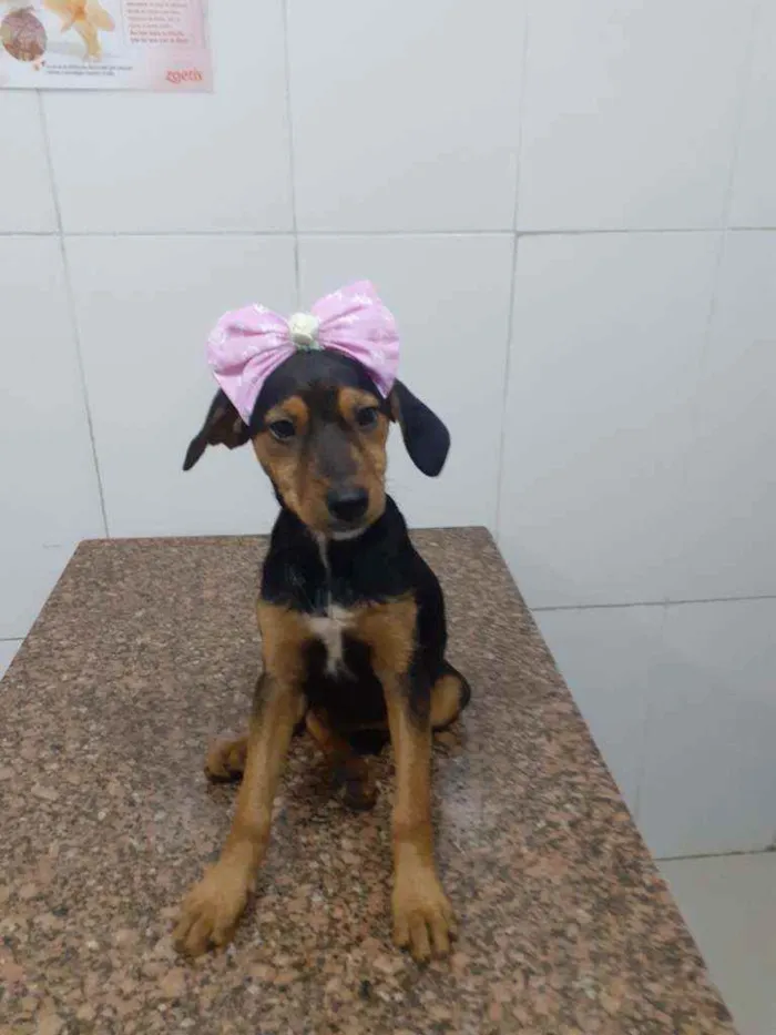 Cachorro ra a SRD idade 2 a 6 meses nome Rubi