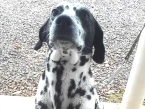 Cachorro raça Dálmata e dálmata com vila lat idade 4 anos nome Tóbi e pandora