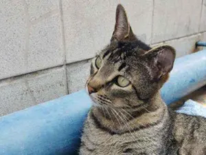 Gato raça SRD idade 6 ou mais anos nome Romeu