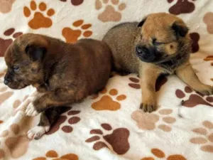 Cachorro raça Chow Chow idade Abaixo de 2 meses nome Sem nome