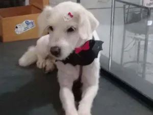Cachorro raça Vira-lata idade 1 ano nome Não tem nome