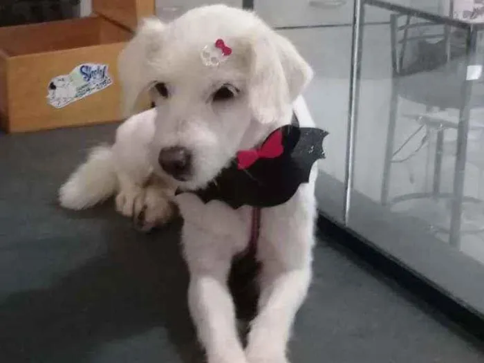 Cachorro ra a Vira-lata idade 1 ano nome Não tem nome