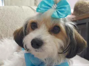 Cachorro raça Srd idade 2 anos nome Polly