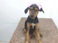 Rubi